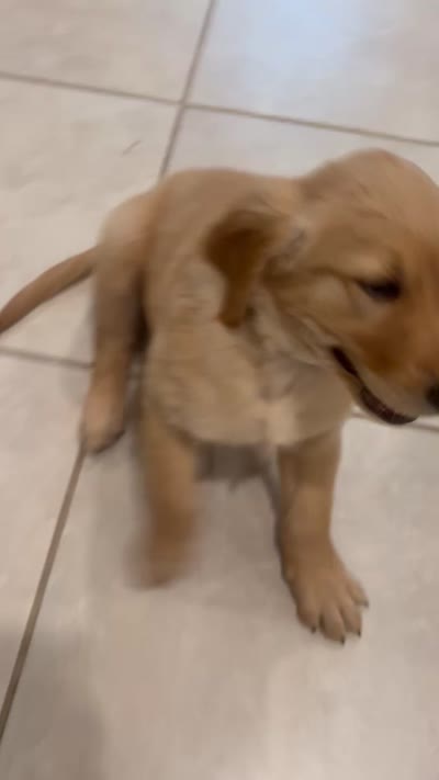 Blue, a male Golden Retriever for sale in Saint Cloud, FL – 4 of 4