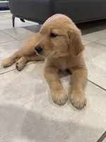 Red , a female Golden Retriever for sale in Saint Cloud, FL – 2 of 3