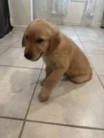 Blue, a male Golden Retriever for sale in Saint Cloud, FL – 3 of 4