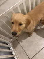 Blue, a male Golden Retriever for sale in Saint Cloud, FL – 2 of 4