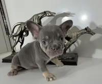 AKC RAMBO, a male French Bulldog for sale in Uniondale, NY – 2 of 5