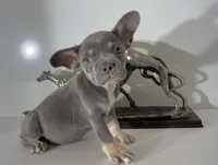 AKC CALLIE, a female French Bulldog for sale in Uniondale, NY – 2 of 2