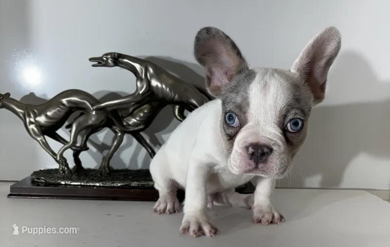 AKC Candy – French Bulldog puppy for sale in Uniondale, NY