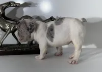 AKC candy, a female French Bulldog for sale in Uniondale, NY – 5 of 5