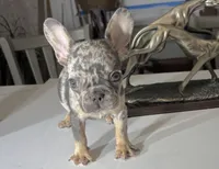 AKC princess, a female French Bulldog for sale in Uniondale, NY – 2 of 5