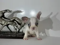 AKC RAMBO, a male French Bulldog for sale in Uniondale, NY – 4 of 5