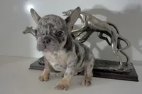 AKC Candy, a female French Bulldog for sale in Uniondale, NY – 1 of 3