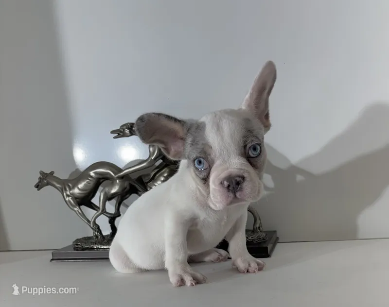 AKC Rambo – French Bulldog puppy for sale in Uniondale, NY