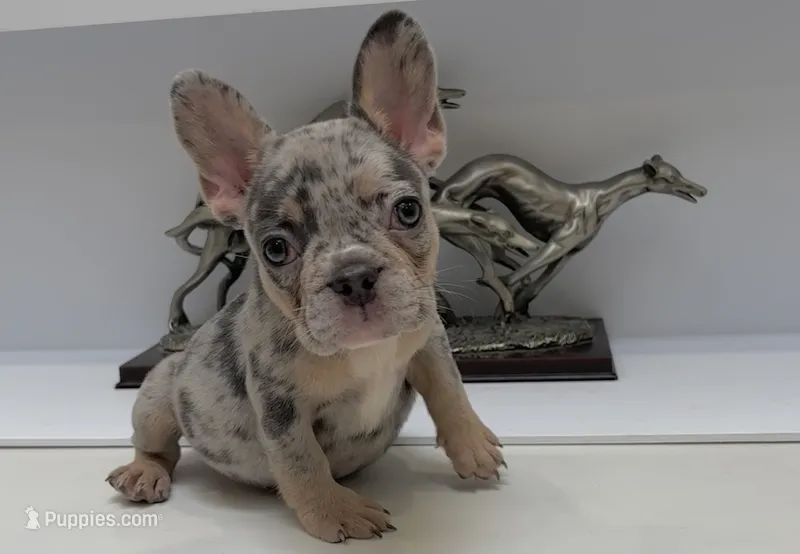 AKC sandy – French Bulldog puppy for sale in Uniondale, NY