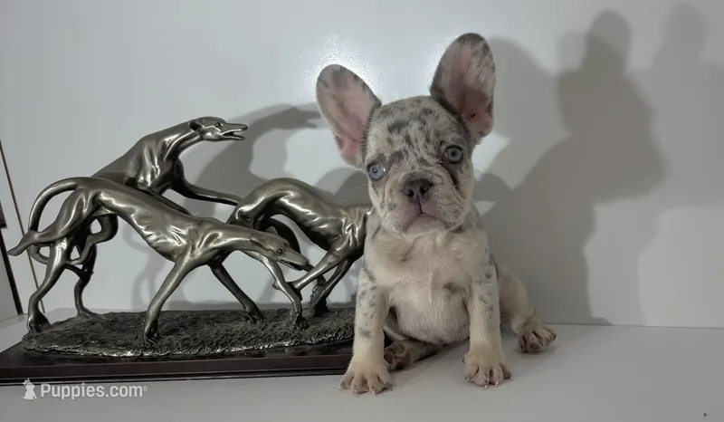 AKC candy – French Bulldog puppy for sale in Uniondale, NY