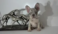 AKC candy, a female French Bulldog for sale in Uniondale, NY – 1 of 5