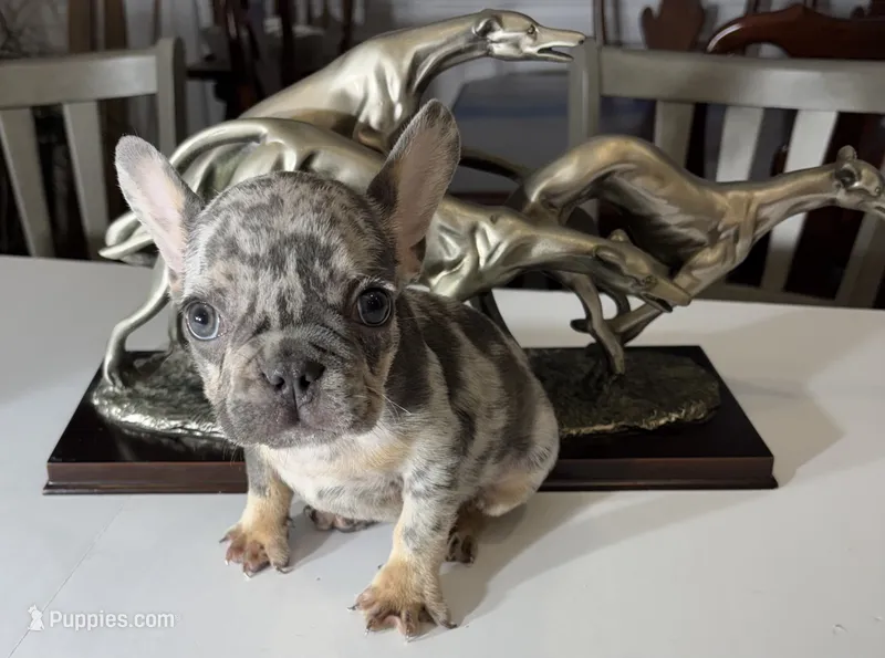AKC princess – French Bulldog puppy for sale in Uniondale, NY