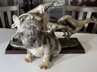 AKC princess, a female French Bulldog for sale in Uniondale, NY – 1 of 5
