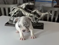 AKC Candy, a female French Brittany for sale in Uniondale, NY – 2 of 3