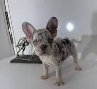 AKC candy, a female French Bulldog for sale in Uniondale, NY – 2 of 5