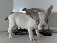AKC Rambo, a male French Bulldog for sale in Uniondale, NY – 3 of 3