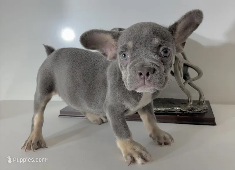 AKC CALLIE – French Bulldog puppy for sale in Uniondale, NY