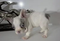 AKC RAMBO, a male French Bulldog for sale in Uniondale, NY – 5 of 5
