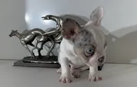 AKC Rambo, a male French Bulldog for sale in Uniondale, NY – 2 of 3