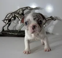 AKC candy, a female French Bulldog for sale in Uniondale, NY – 4 of 5