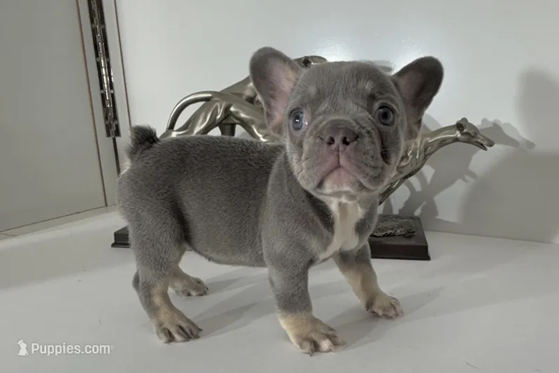 AKC RAMBO – French Bulldog puppy for sale in Uniondale, NY