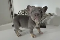 AKC RAMBO, a male French Bulldog for sale in Uniondale, NY – 1 of 5