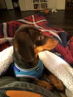 Gracie, a female Miniature Dachshund for sale in Loogootee, IN – Photo 2 of 3