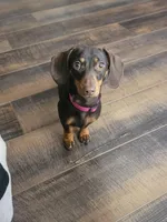 Gracie, a female Miniature Dachshund for sale in Loogootee, IN – Photo 1 of 3