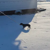 Gracie, a female Miniature Dachshund for sale in Loogootee, IN – Photo 3 of 3