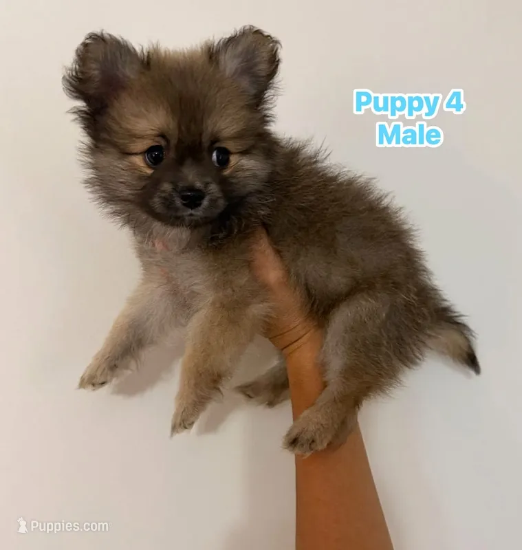 Number 1 – Pomeranian puppy for sale in Joplin, MO