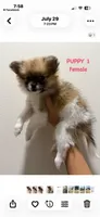 Number 1, a female Pomeranian for sale in Joplin, MO – 4 of 4