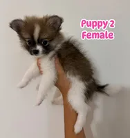 Number 1, a female Pomeranian for sale in Joplin, MO – 3 of 4