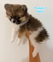 Number 1, a female Pomeranian for sale in Joplin, MO – 2 of 4