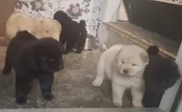 Little Sassy , a female Chow Chow for sale in Enterprise, AL – 9 of 10
