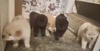 Baby BearLee , a female Chow Chow for sale in Enterprise, AL – 6 of 9