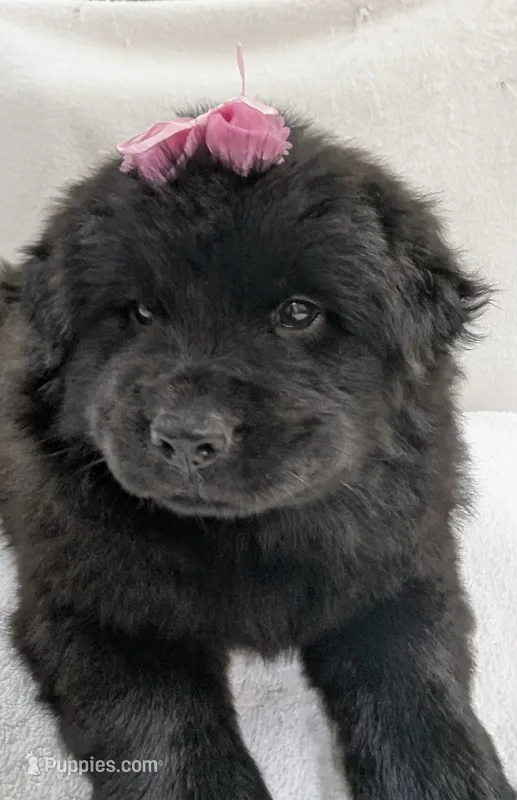 Baby Sissy – Chow Chow puppy for sale in Enterprise, AL