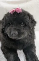 Baby Sissy, a female Chow Chow for sale in Enterprise, AL – 1 of 10