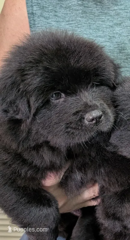 Baby BearLee – Chow Chow puppy for sale in Enterprise, AL