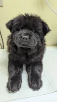 Sweet Sassy, a female Chow Chow for sale in Enterprise, AL – 2 of 10