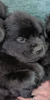 Baby Sissy, a female Chow Chow for sale in Enterprise, AL – 3 of 10