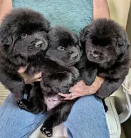 Little Lucy , a female Chow Chow for sale in Enterprise, AL – 8 of 10