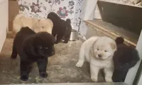 Little Girl, a female Chow Chow for sale in Enterprise, AL – 4 of 8