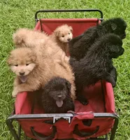 Little Lucy , a female Chow Chow for sale in Enterprise, AL – 4 of 10