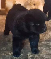 Sweet Sassy, a female Chow Chow for sale in Enterprise, AL – 4 of 10