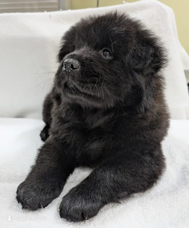 Baby BearLee  – Chow Chow puppy for sale in Enterprise, AL