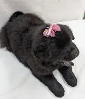 Baby BearLee , a female Chow Chow for sale in Enterprise, AL – 3 of 9