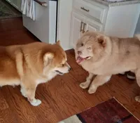 Baby BearLee , a female Chow Chow for sale in Enterprise, AL – 9 of 9