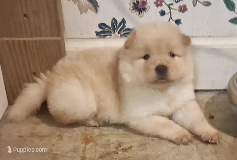 Little Girl – Chow Chow puppy for sale in Enterprise, AL