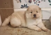 Little Girl, a female Chow Chow for sale in Enterprise, AL – 1 of 8