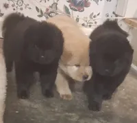 Little Sassy , a female Chow Chow for sale in Enterprise, AL – 7 of 10